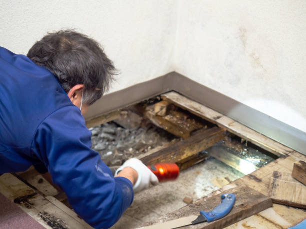 Reliable Frazier Park, CA Mold Removal Solutions