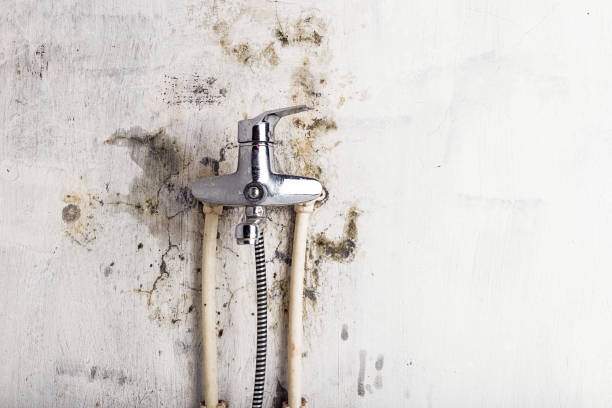 Best Fast Mold Removal  in Frazier Park, CA