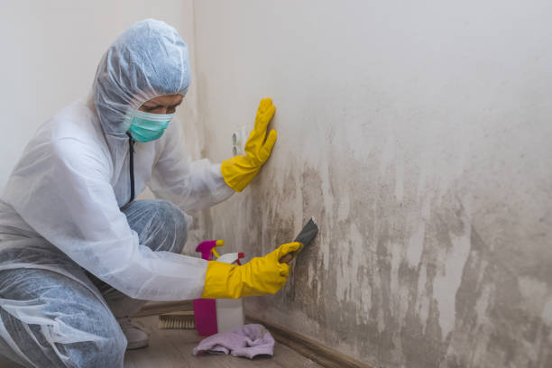 Best Mold Testing  in Frazier Park, CA