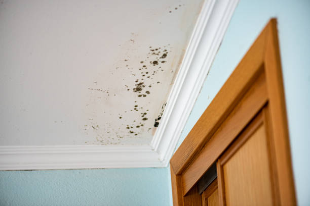 Best Emergency Mold Removal  in Frazier Park, CA