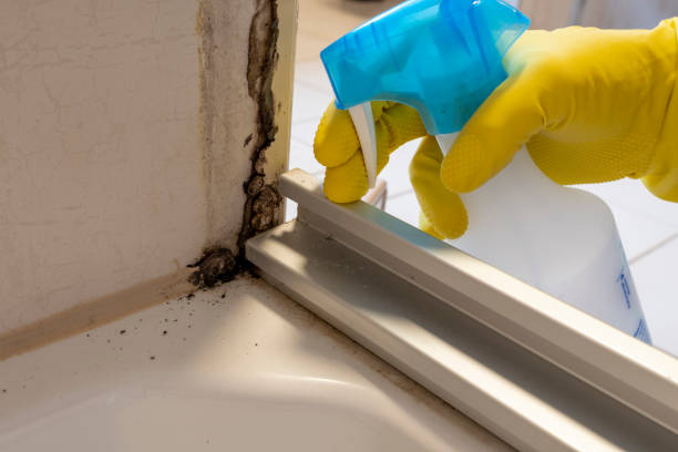 Best Mold Removal Process  in Frazier Park, CA