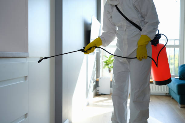 Best Attic Mold Removal  in Frazier Park, CA