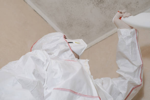 Best Best Mold Removal Companies  in Frazier Park, CA