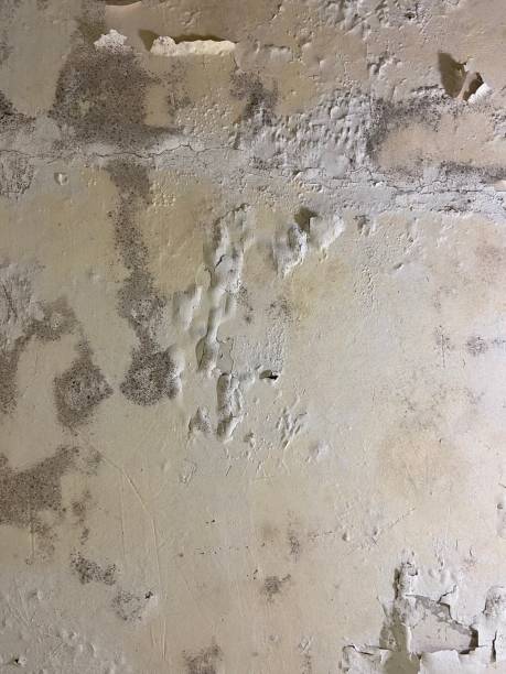 Best Local Mold Removal Service  in Frazier Park, CA