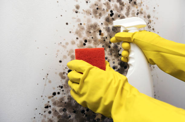 Crawl Space Mold Removal in Frazier Park, CA
