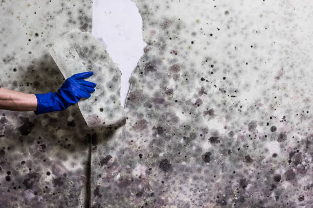 Best Mold Remediation  in Frazier Park, CA